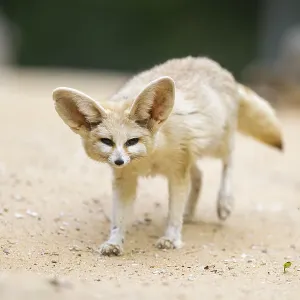 Fennec fox (Vulpes zerda) walking in the sand