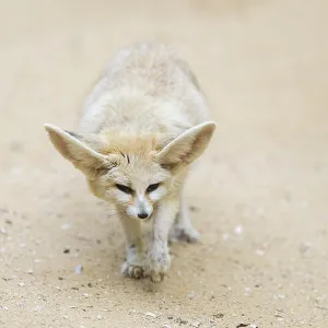 Fennec fox (Vulpes zerda) walking in the sand
