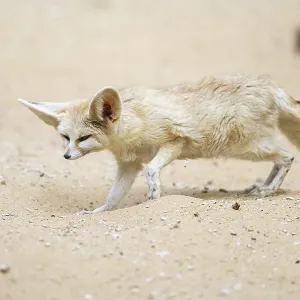 Fennec fox (Vulpes zerda) walking in the sand