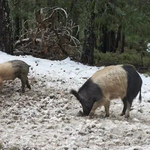 Feral Domestic Pig (Sus scrofa)