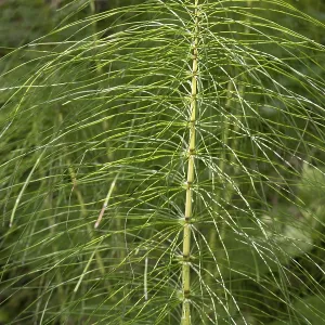 Fern, close-up, wetland, Mangfall Mountains Fern, close-up, wetland, Mangfall Mountains