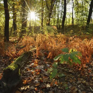 Fern in a deciduous forest at sunrise in autumn