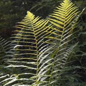 Fern against light, close-up, wetland Fern against light, close-up, wetland