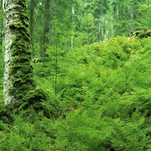 Ferns in the forest, Bavarian Forest National Park Ferns in the forest, Bavarian Forest National Park