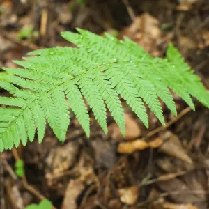 Ferns growing in wet deep highland forest