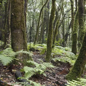 Ferns in the laurel forest, Garajonay National Park