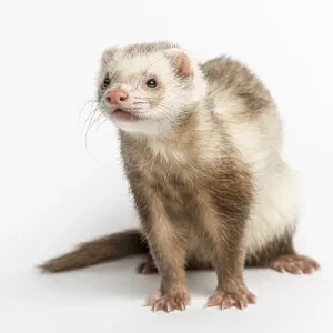 Ferret (3 years old)