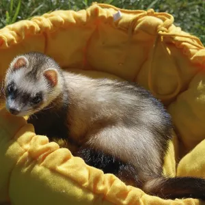 Ferret in France