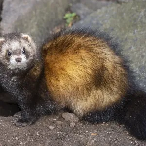 Ferret (Mustela putorius furo) Ferret (Mustela putorius furo)