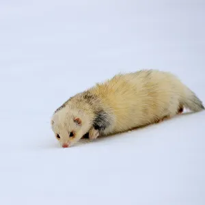 Ferret (Mustela putorius furo) Ferret (Mustela putorius furo)