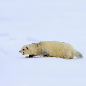 Ferret (Mustela putorius furo) Ferret (Mustela putorius furo)