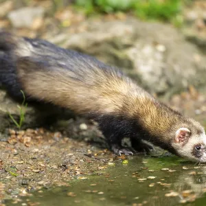 Ferret (Mustela putorius furo) on the edge of a little lake