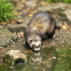 Ferret (Mustela putorius furo) on the edge of a little lake