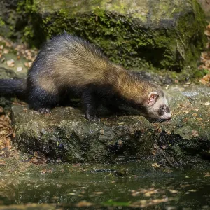 Ferret (Mustela putorius furo) on the edge of a little lake