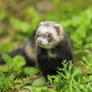 Ferret (Mustela putorius furo) in the grass