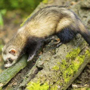 Ferret (Mustela putorius furo) on an old tree trunk