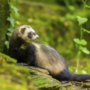 Ferret (Mustela putorius furo) on an old tree trunk