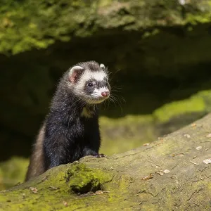 Ferret (Mustela putorius furo) on an old tree trunk
