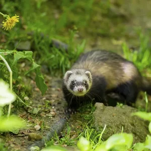 Ferret (Mustela putorius furo) on a rock