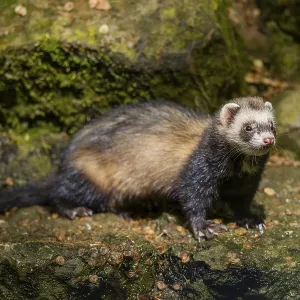 Ferret (Mustela putorius furo) on a rock