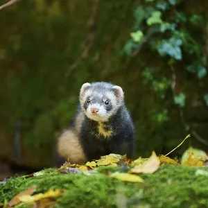 Ferret (Mustela putorius furo) standing on rock