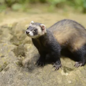 Ferret (Mustela putorius) stands on a rock Ferret (Mustela putorius) stands on a rock
