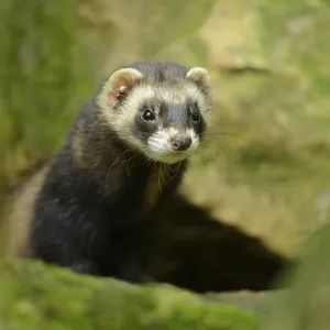 Ferret (Mustela putorius) stands on a rock Ferret (Mustela putorius) stands on a rock