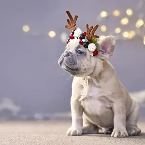 Festive French Bulldog Puppy Christmas Print