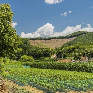 Field of corn growing in valley below area of deforestation on mountaintop in background in South Korea