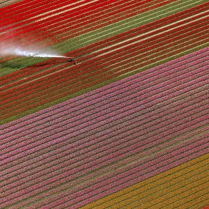 Field irrigation, tulip fields