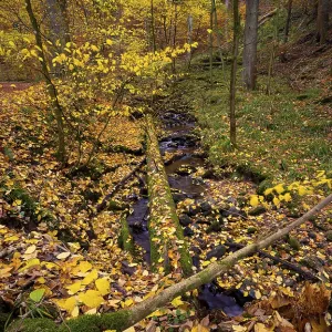Field stream in the Cascade Gorge with autumn leaves