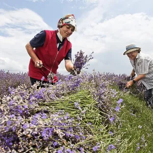 In the fields of organic grown blooming lavender (Lavandula)