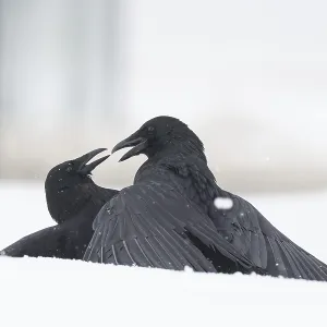 Two fighting crows (Corvus corone) in the snow Two fighting crows (Corvus corone) in the snow