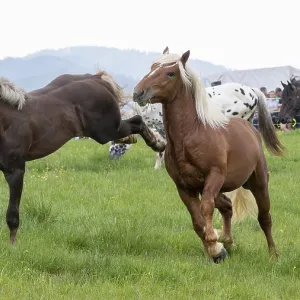 Fighting horses, St. Kathrein a.O. Austria