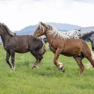 Fighting horses, St. Kathrein a.O. Austria