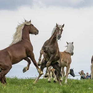 Fighting horses, St. Kathrein a.O. Austria