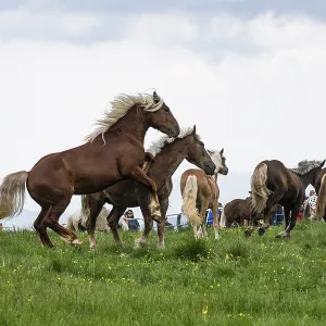 Fighting horses, St. Kathrein a.O. Austria