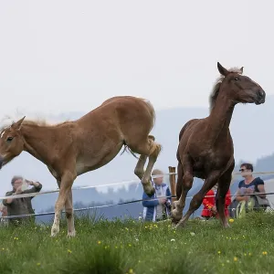Fighting horses, St. Kathrein a.O. Austria