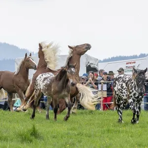 Fighting horses, St. Kathrein a.O. Austria