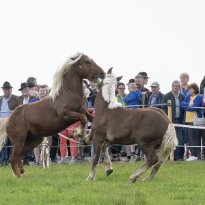 Fighting horses, St. Kathrein a.O. Austria