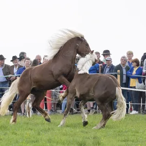 Fighting horses, St. Kathrein a.O. Austria