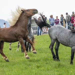 Fighting horses, St. Kathrein a.O. Austria