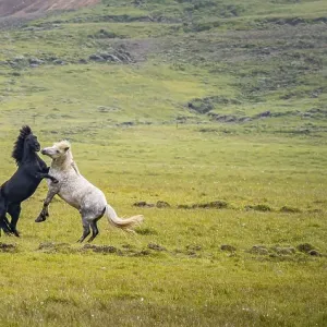 Two fighting stallions, Iceland Horse in a pasture Two fighting stallions, Iceland Horse in a pasture