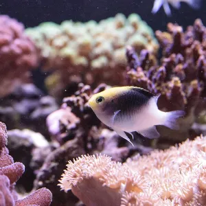 Fiji Yellow Head Damsel Print