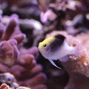 Fiji Yellow Head Damsel Print - Coral Reef Scene