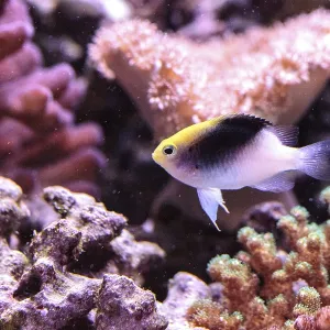 Fiji Yellow Head Damsel Print