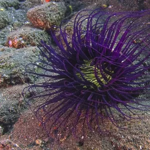A filigree cylinder rose (Cerianthus filiformis) with long tentacles A filigree cylinder rose (Cerianthus filiformis) with long tentacles