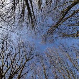 Deciduous Forest Treetops Print Deciduous Forest Treetops Print