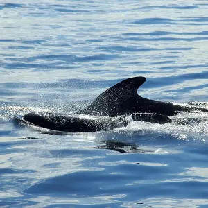 Fin of a grindwale Globicephala melas Lofoten Norway Fin of a grindwale Globicephala melas Lofoten Norway