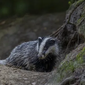 The fine sand sticks to the wet fur of the young badger (Meles meles)